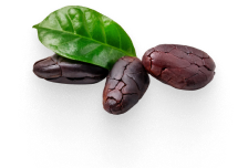 Granos de cacao 1