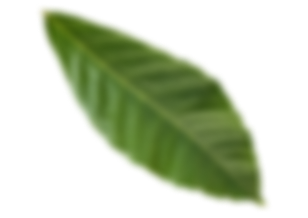 Hoja 4