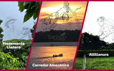 TORINCO es Orinoquía